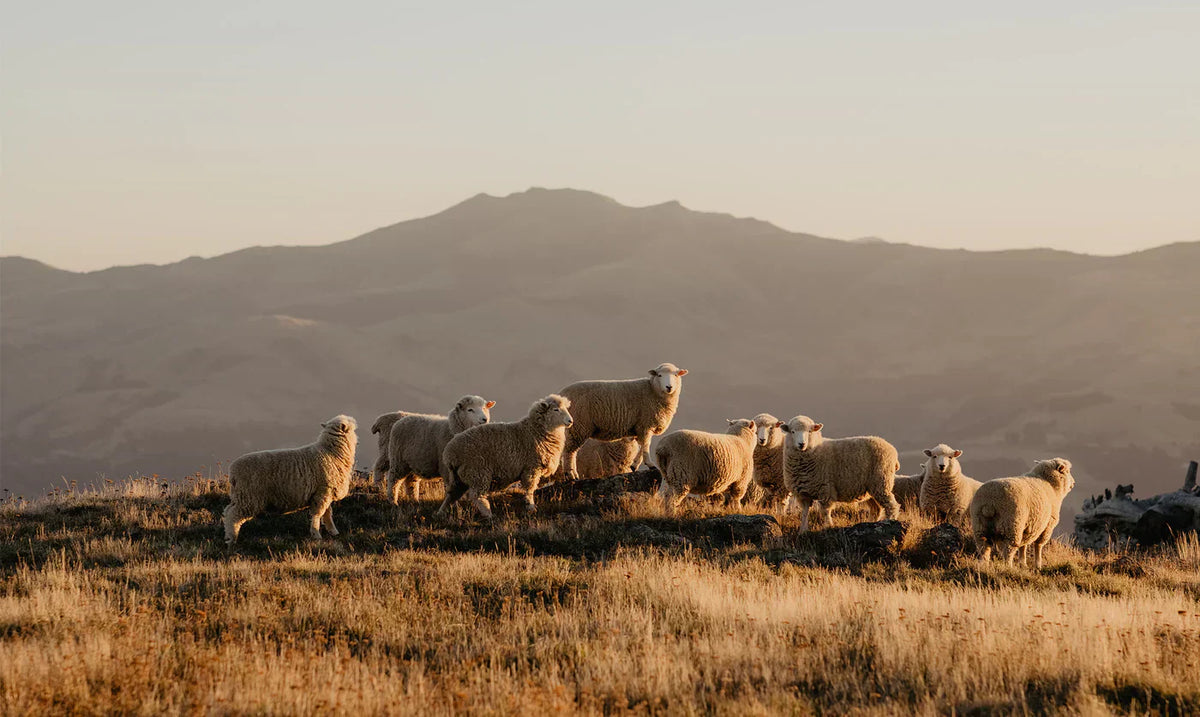 Mapp Merino Wool Range